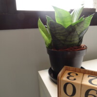 Bromélia - Espaço Helo Urata